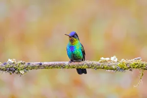 Images Dated 9th February 2018: Central America, Costa Rica. Male fiery-throated hummingbird