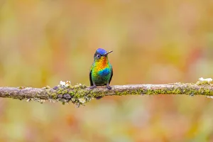 Images Dated 9th February 2018: Central America, Costa Rica. Male fiery-throated hummingbird