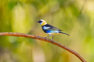 Tropic Prints: Central America, Costa Rica. Male golden-hooded tanager