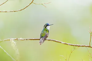 Images Dated 11th February 2018: Central America, Costa Rica. Male grey-tailed mountaingem