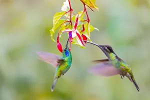 Images Dated 9th February 2018: Central America, Costa Rica. Male hummingbirds feeding