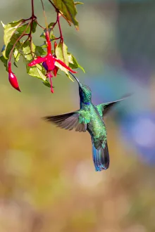 Images Dated 9th February 2018: Central America, Costa Rica. Male lesser violetear hummingbird feeding. Credit as