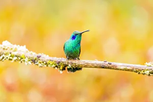Images Dated 9th February 2018: Central America, Costa Rica. Male lesser violetear hummingbird on limb. Credit as