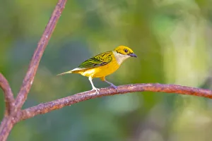 Images Dated 11th February 2018: Central America, Costa Rica. Male silver-throated tanager in tree