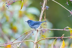 Images Dated 7th February 2018: Central America, Costa Rica. Male slaty flowerpiercer