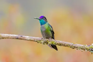 Images Dated 9th February 2018: Central America, Costa Rica. Male talamanca hummingbird