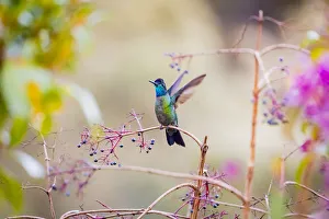 Images Dated 7th February 2018: Central America, Costa Rica. Male talamanca hummingbird