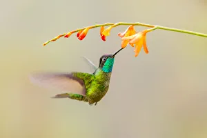 Images Dated 9th February 2018: Central America, Costa Rica. Male talamanca hummingbird feeding