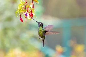 Images Dated 9th February 2018: Central America, Costa Rica. Male talamanca hummingbird feeding