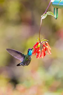 Images Dated 9th February 2018: Central America, Costa Rica. Male talamanca hummingbird feeding