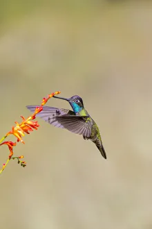 Images Dated 9th February 2018: Central America, Costa Rica. Male talamanca hummingbird feeding