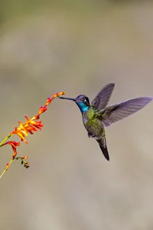 Images Dated 9th February 2018: Central America, Costa Rica. Male talamanca hummingbird feeding