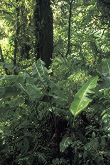 Images Dated 2nd December 2004: Central America, Costa Rica, Monte Verde. Cloud Forest Growth