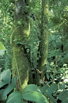 Central America, Costa Rica, Monte Verde Area. Moss-covered tree