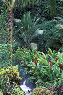 Luscious Prints: Central America, Costa Rica Monte Verde Cloud forest growth and stream