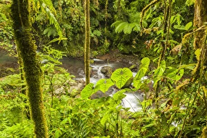 Costa Rica Gallery: Central America, Costa Rica. Monteve Verde, La Paz River, rain forest Credit as