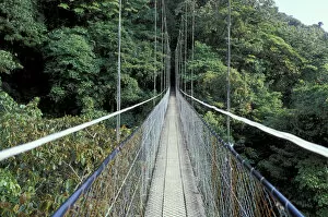 Central America, Costa Rica, Monteverde Cloud Forest Suspension Bridge along Sky Walk