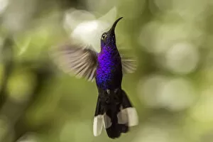 Costa Rica Gallery: Central America, Costa Rica, Monteverde Cloud Forest Biological Reserve. Violet sabrewing in flight