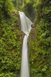 Costa Rica Gallery: Central America, Costa Rica, Monteverde Cloud Forest Biological Reserve. La Paz Waterfall scenic