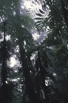 Images Dated 13th April 2004: Central America, Costa Rica Monteverde Cloud Forest