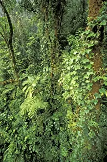Images Dated 2nd December 2004: Central America, Costa Rica, Monteverde Cloud Forest. Suspension Bridge, Sky Walk