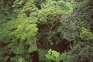 Images Dated 2nd December 2004: Central America, Costa Rica, Monteverde Cloud Forest