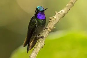 Central America Prints: Central America, Costa Rica, Monteverde Cloud Forest Biological Reserve