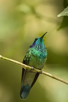 Central America Prints: Central America, Costa Rica, Monteverde Cloud Forest Biological Reserve