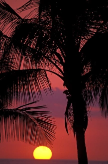 Images Dated 2nd December 2004: Central America, Costa Rica, Nicoya Peninsula, near Malpais. Sunset and Coconut Palms