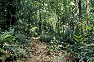 Images Dated 13th April 2004: Central America, Costa Rica, Osa Peninsula, Corcovado National Park Trail through