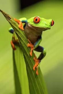 Costa Rica Gallery: Central America, Costa Rica. Red-eyed tree frog close-up