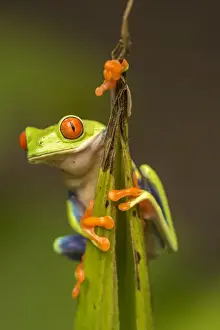 Central America Prints: Central America, Costa Rica. Red-eyed tree frog close-up