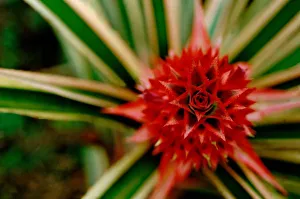 Central America, Costa Rica, San Vito, Wilson Botanical Gardens, Las Cruses Biological Station