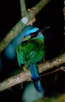 Images Dated 23rd December 2005: Central America - Costa Rica - San Vito - Wilson Botanical Gardens - Blue-crowned