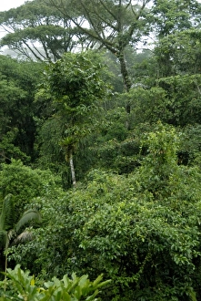 Costa Rican Prints: Central America, Costa Rica, Sarapiqui, Braulio Carrillo National Park. Forest views