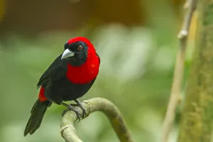 Costa Rica Gallery: Central America, Costa Rica, Sarapiqui River Valley. Crimson-collared tanager on limb
