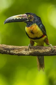 Costa Rica Gallery: Central America, Costa Rica, Sarapiqui River Valley. Collared aricari bird on limb