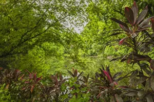 Central America Prints: Central America, Costa Rica, Sarapiqui River Valley. Rain forest and pond scenic