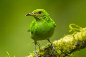 Central America Prints: Central America, Costa Rica, Sarapiqui River Valley. Green honeycreeper bird on limb