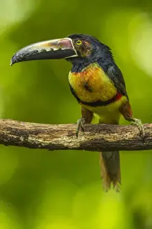 Central America Prints: Central America, Costa Rica, Sarapiqui River Valley. Collared aricari bird on limb