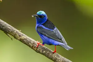 Central America Prints: Central America, Costa Rica, Sarapiqui River Valley. Red-legged honeycreeper bird on limb