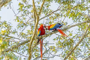 Images Dated 14th February 2018: Central America, Costa Rica. Scarlet macaw pair in tree