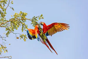Images Dated 14th February 2018: Central America, Costa Rica. Scarlet macaw pair in tree