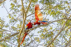 Images Dated 14th February 2018: Central America, Costa Rica. Scarlet macaw pair in tree