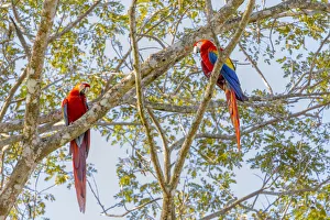 Images Dated 14th February 2018: Central America, Costa Rica. Scarlet macaw pair in tree