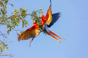 Images Dated 14th February 2018: Central America, Costa Rica. Scarlet macaw pair in tree