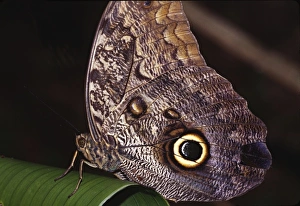 Central America, Costa Rica, Selva Verde. Owl Butterfly (Caligo sp. probably Caligo