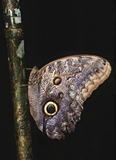 Butter Fly Prints: Central America, Costa Rica, Selva Verde Lodge. Owl Butterfly (Caligo sp. )