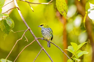 Images Dated 11th February 2018: Central America, Costa Rica. Speckled tanager in tree