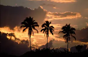 Costa Rican Prints: Central America - Costa Rica - Tortuguero National Park - Caribbean Coast sunset